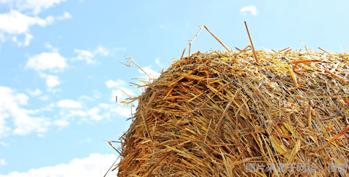 1669121189281532.jpg 動物飼料進口報關.jpg